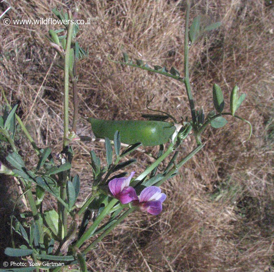Vicia esdraelonensis